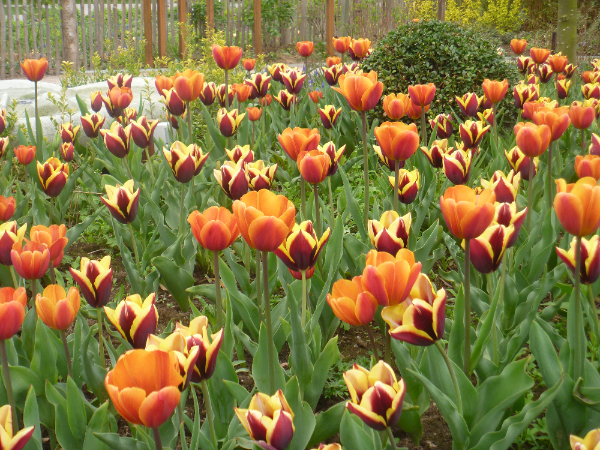 Tuinonderhoud Tuinonderhoud