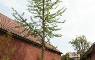 Middelgrote tuin met zwemvijver