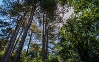 Bomen LipsGroen